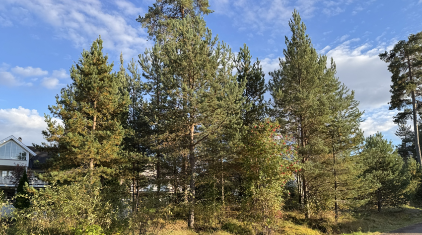 Plan for skjøtsel av skogholt og trær